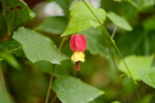 蔓性风铃花