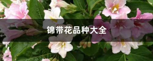 锦带花品种大全