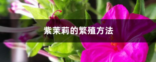 紫茉莉的繁殖方法